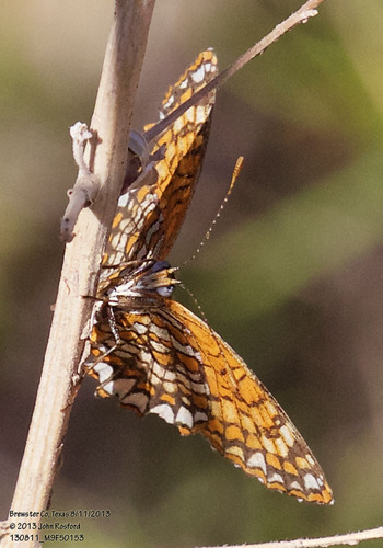 Elada Checkerspot photo 3
