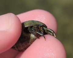 Clibanarius antillensis