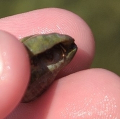 Clibanarius antillensis