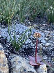Micranthes aprica