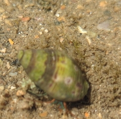 Clibanarius antillensis