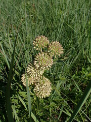 Asclepias hirtella