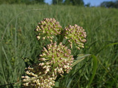 Asclepias hirtella