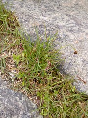Luzula spicata