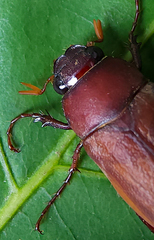 Phyllophaga quercus