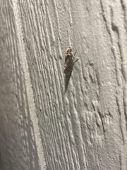 Acrolophus propinqua