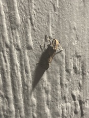 Acrolophus propinqua