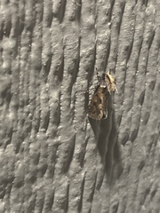 Acrolophus propinqua