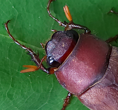 Phyllophaga quercus