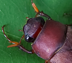 Phyllophaga quercus