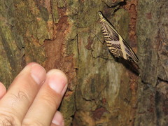 Colobura dirce