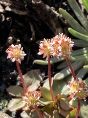 Micranthes aprica
