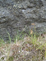 Luzula spicata
