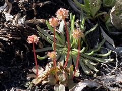 Micranthes aprica