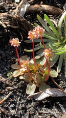 Micranthes aprica