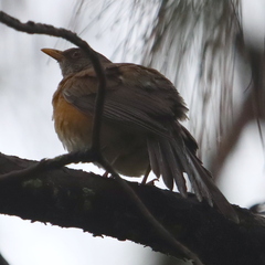 Turdus rufopalliatus