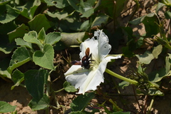 Xylocopa frontalis