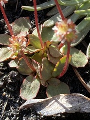 Micranthes aprica
