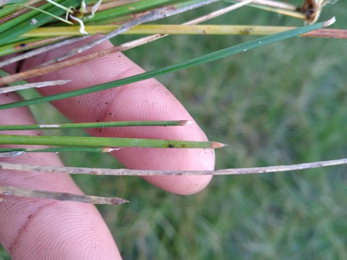 Image of Eleocharis melanocarpa by (c) Scott Ward, some rights reserved (CC BY)