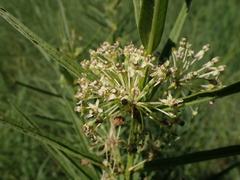 Asclepias hirtella