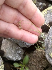 Luzula spicata