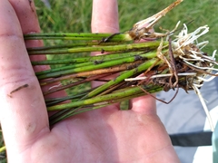 Sagittaria isoetiformis