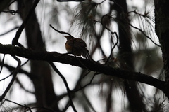 Turdus rufopalliatus