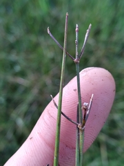 Sagittaria isoetiformis