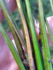 Sagittaria isoetiformis