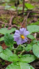 Solanum demissum