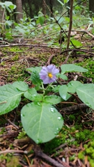 Solanum demissum