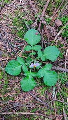 Solanum demissum