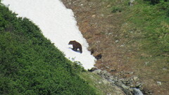 Ursus arctos beringianus