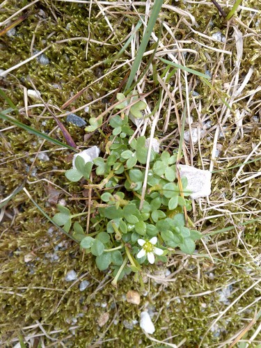 Saxifraga rivularis ssp. rivularis