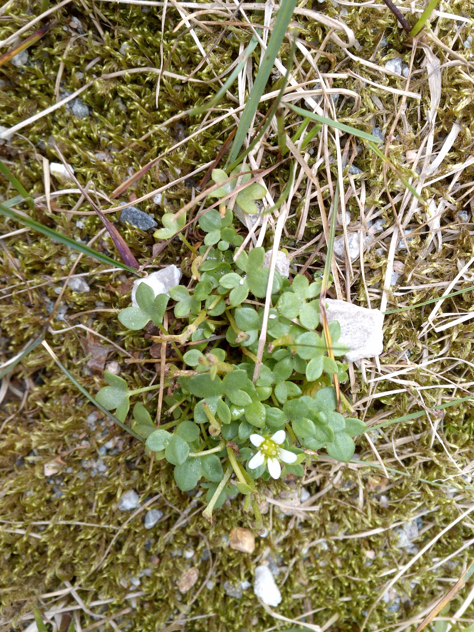 Saxifraga rivularis ssp. rivularis