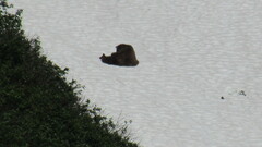 Ursus arctos beringianus