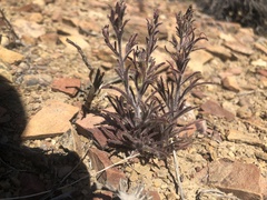 Cordylanthus kingii helleri