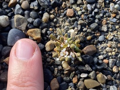 Cochlearia groenlandica
