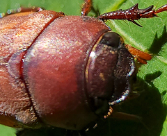 Phyllophaga quercus