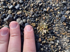 Cochlearia groenlandica