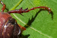 Phyllophaga quercus