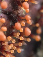 Murinectria polythalama