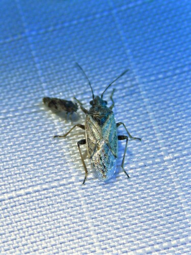 California False Chinch Bug