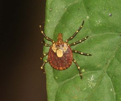 Amblyomma testudinarium
