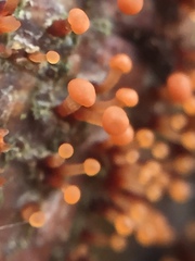 Murinectria polythalama