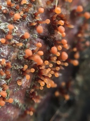 Murinectria polythalama