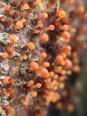 Murinectria polythalama