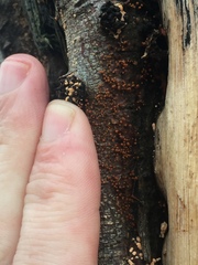 Murinectria polythalama