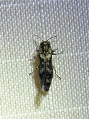 Agrilus lecontei celticola