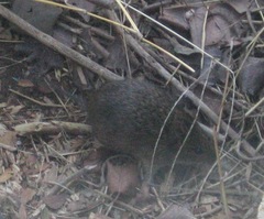Microtus ochrogaster